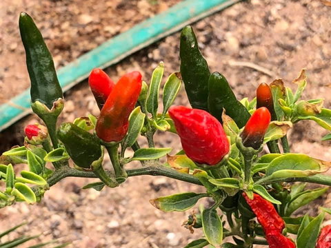 Aussie Opal Diggers Outback Retreat-Undergound - ACT Tourism 25