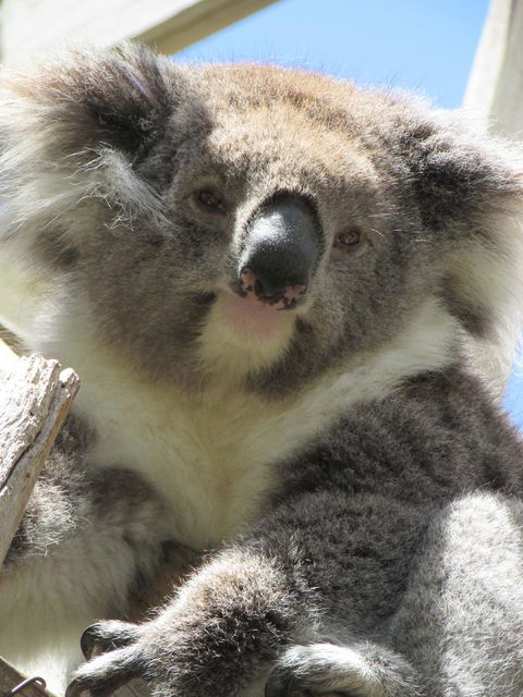 Lazy Days Cottage - Victor Harbor - ACT Tourism 10