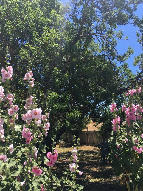 Amy\'s House Bed & Breakfast - ACT Tourism 37