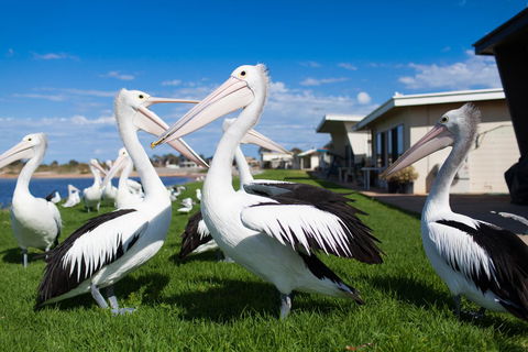 Modra\'s Apartments - ACT Tourism 13