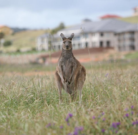 Lady Bay Hotel - ACT Tourism 18