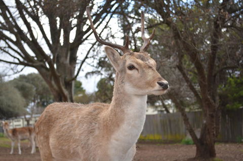Deer Park Motor Inn Armidale - ACT Tourism 22
