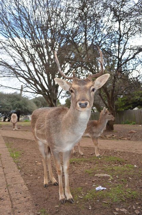 Deer Park Motor Inn Armidale - ACT Tourism 23