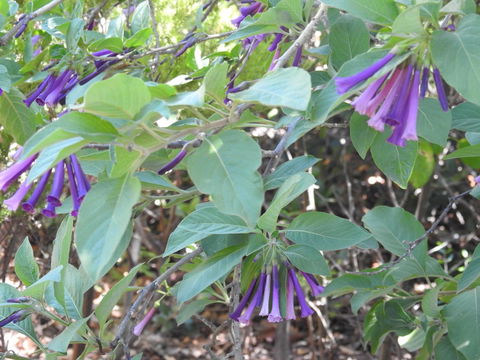 A Secret Garden - ACT Tourism 11