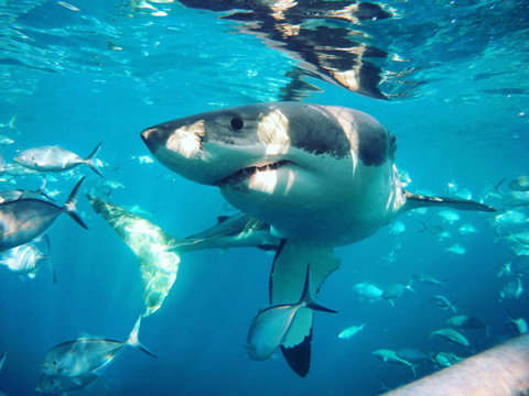 Port Lincoln Studio Apartments - ACT Tourism 8