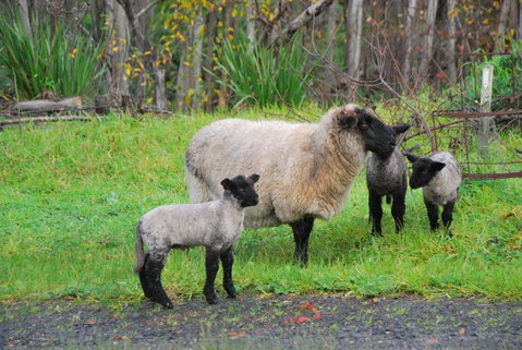 Back Valley Farmstay Bed And Breakfast - ACT Tourism 13