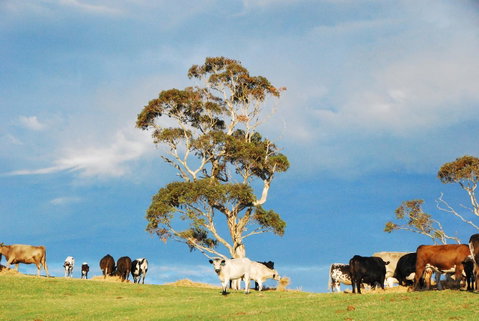 Back Valley Farmstay Bed And Breakfast - ACT Tourism 18