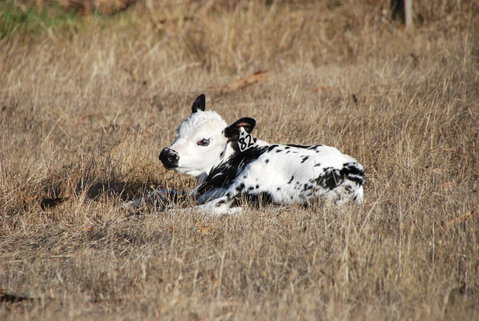 Back Valley Farmstay Bed And Breakfast - ACT Tourism 12