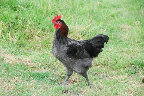 Back Valley Farmstay Bed And Breakfast - ACT Tourism 17