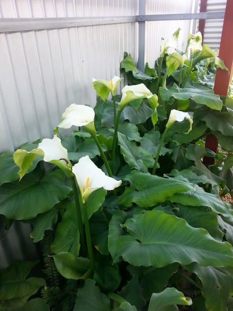 Addies Place Goolwa - ACT Tourism 11