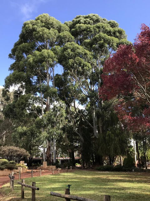Forest Lodge Resort - ACT Tourism 15
