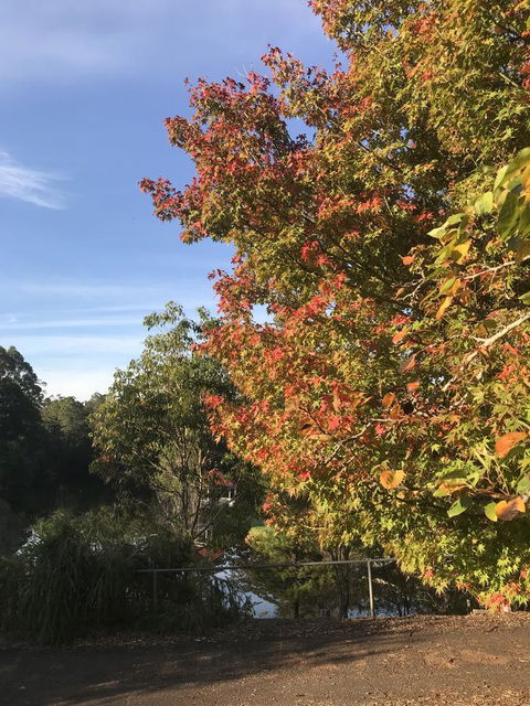 Forest Lodge Resort - ACT Tourism 32
