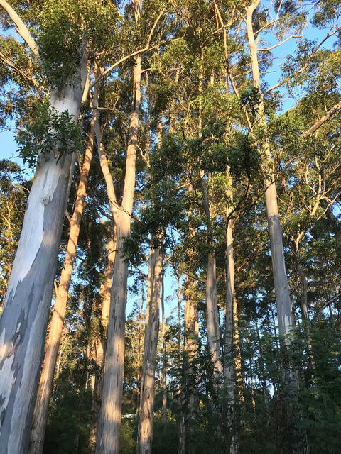 Forest Lodge Resort - ACT Tourism 37