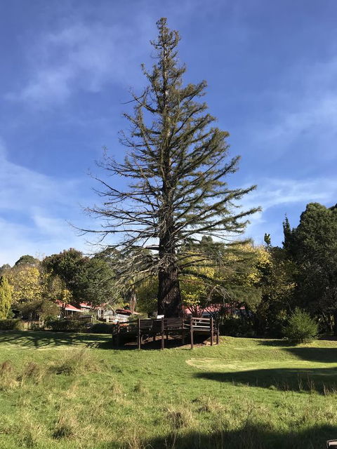 Forest Lodge Resort - ACT Tourism 38
