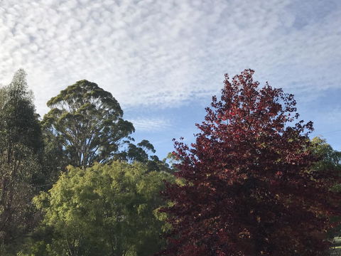 Forest Lodge Resort - ACT Tourism 39