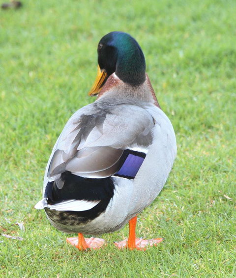 Riverview Tourist Park - ACT Tourism 26