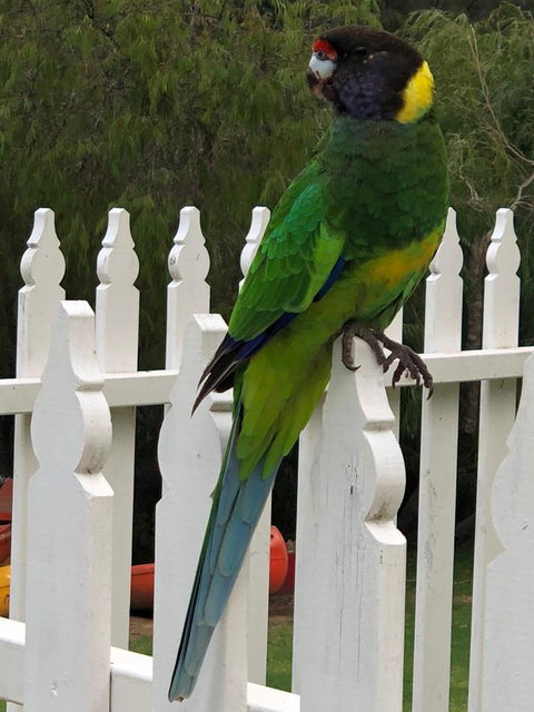 Riverview Tourist Park - ACT Tourism 20