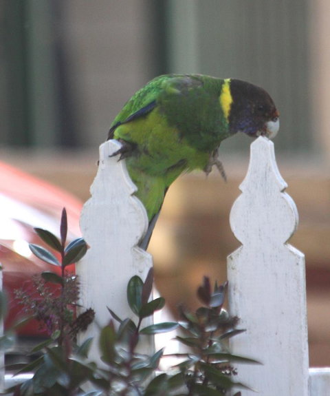 Riverview Tourist Park - ACT Tourism 35