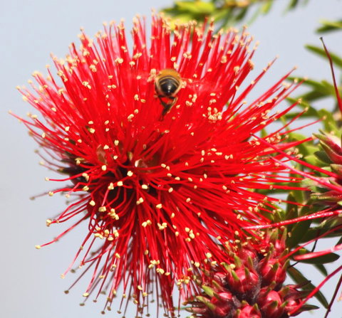 Riverview Tourist Park - ACT Tourism 36