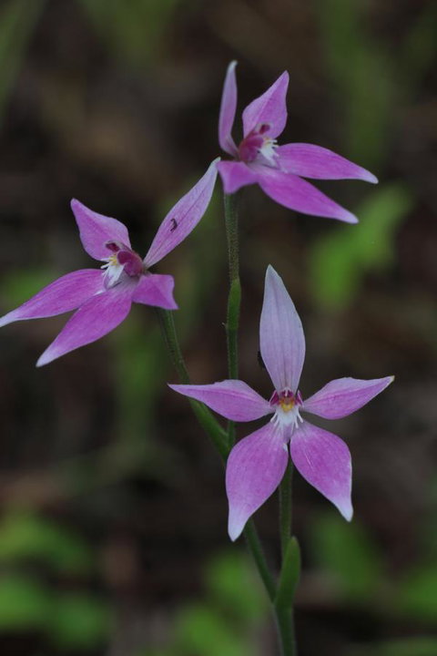 Sapphire Chalets, Augusta - ACT Tourism 17