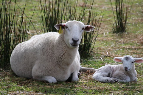 Sapphire Chalets, Augusta - ACT Tourism 11