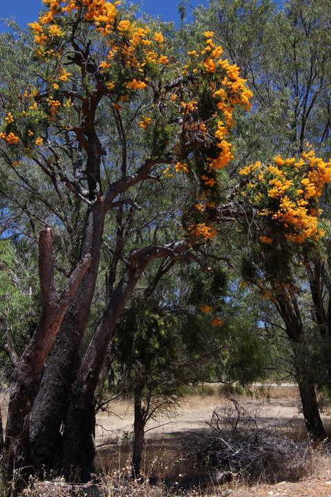 Sapphire Chalets, Augusta - ACT Tourism 12