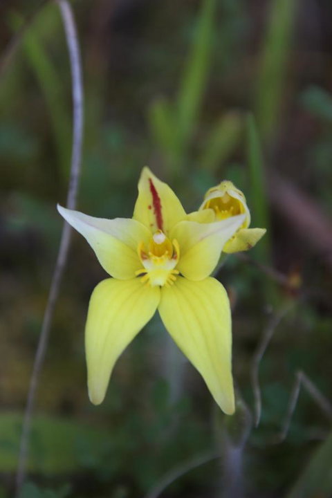 Sapphire Chalets, Augusta - ACT Tourism 18