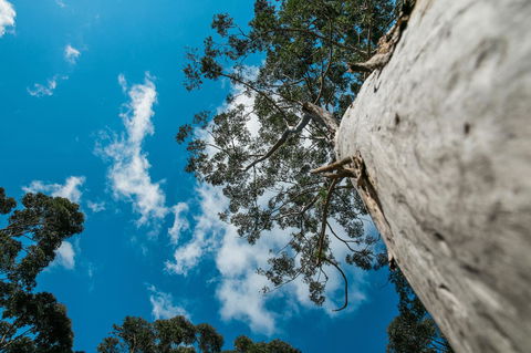 The Floating Forest - ACT Tourism 36