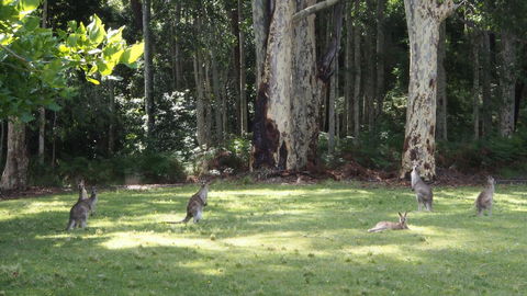 Bundle Hill Cottages - ACT Tourism 15