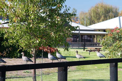 Potters Apartments - ACT Tourism 25
