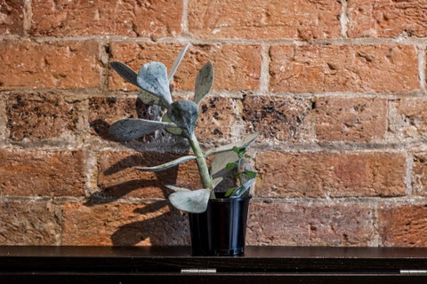 Chippendale Â· Quaint 1880â€™s Sydney Chippendale Terrace House - ACT Tourism 9