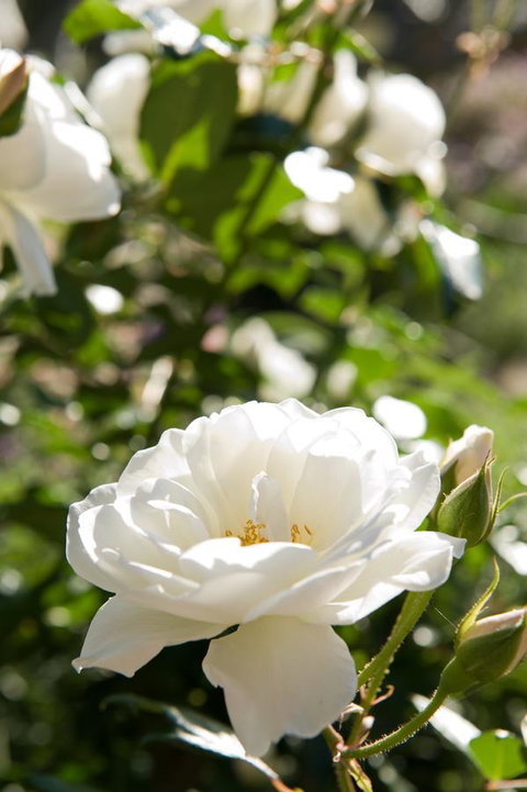 Ironstone Estate Lovedale - ACT Tourism 40