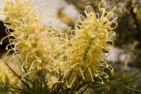 Ironstone Estate Lovedale - ACT Tourism 36