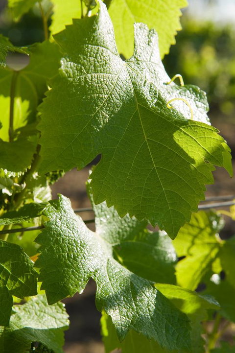 Ironstone Estate Lovedale - ACT Tourism 35