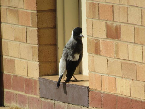 Allonville Gardens Motel - ACT Tourism 34
