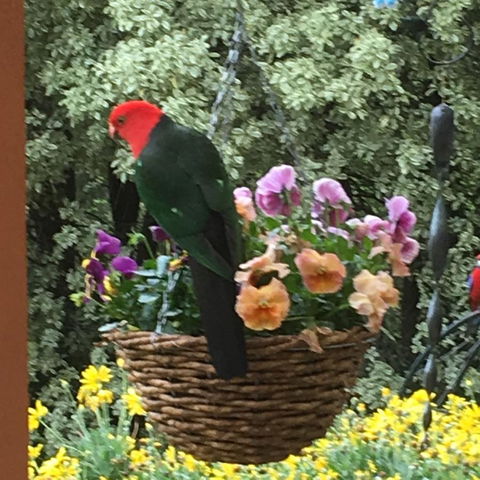 The Best Exotic Magnolia Cottage - ACT Tourism 32