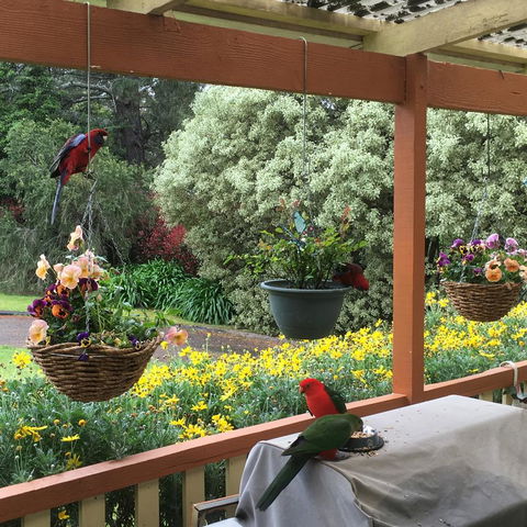 The Best Exotic Magnolia Cottage - ACT Tourism 33