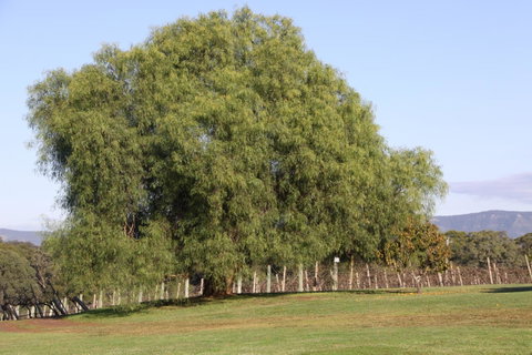 Adina Vineyard - ACT Tourism 17