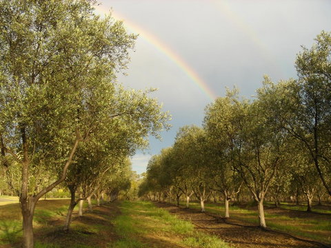 Adina Vineyard - ACT Tourism 19