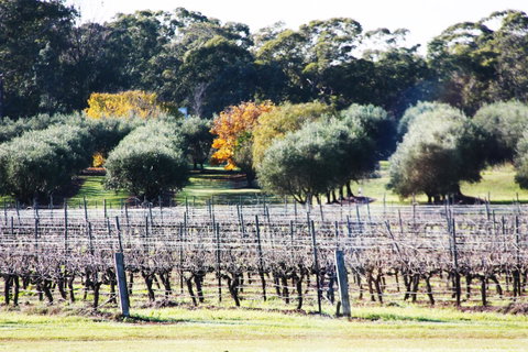 Adina Vineyard - ACT Tourism 15