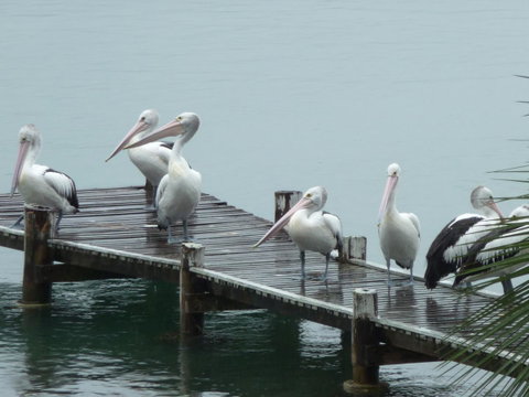 Pelican H2O One & Two Bedroom Apartments - ACT Tourism 6