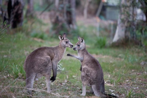 Bush & Bay Cottage - ACT Tourism 31