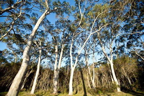 Bush & Bay Cottage - ACT Tourism 28