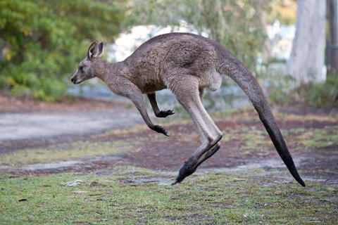 Bush & Bay Cottage - ACT Tourism 2