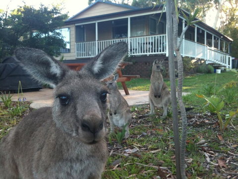 Bush & Bay Cottage - ACT Tourism 0