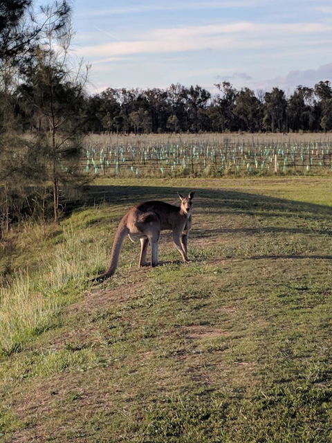 Madigan Wine Country Cottages - ACT Tourism 7