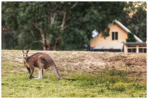 Madigan Wine Country Cottages - ACT Tourism 4