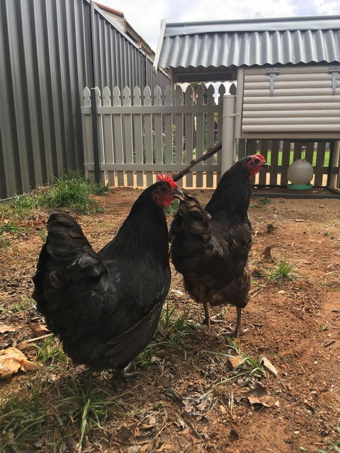 Thelma's Temora - ACT Tourism 13