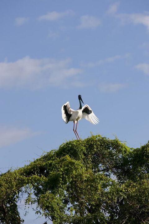 Mercure Kakadu Crocodile - ACT Tourism 34