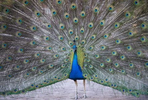 DoubleTree By Hilton Alice Springs - ACT Tourism 20